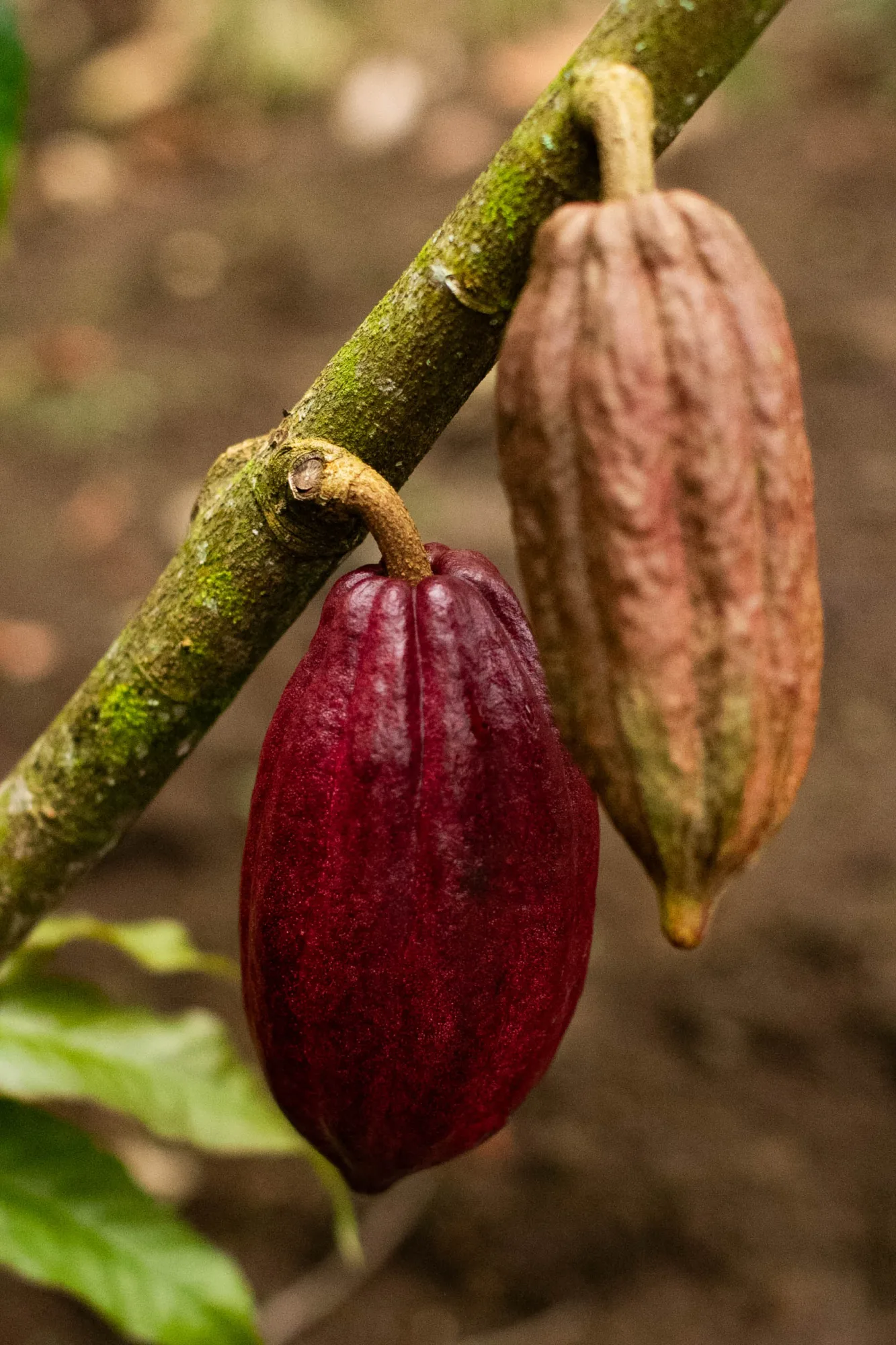 BRITT CACAO TOUR