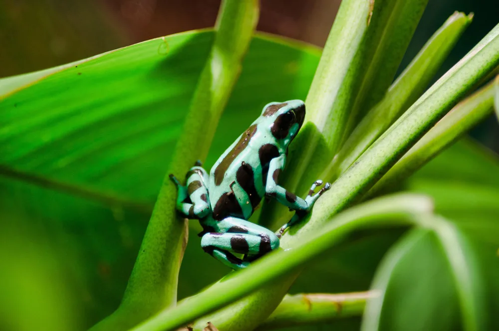 Reptile and Amphibian Exhibition