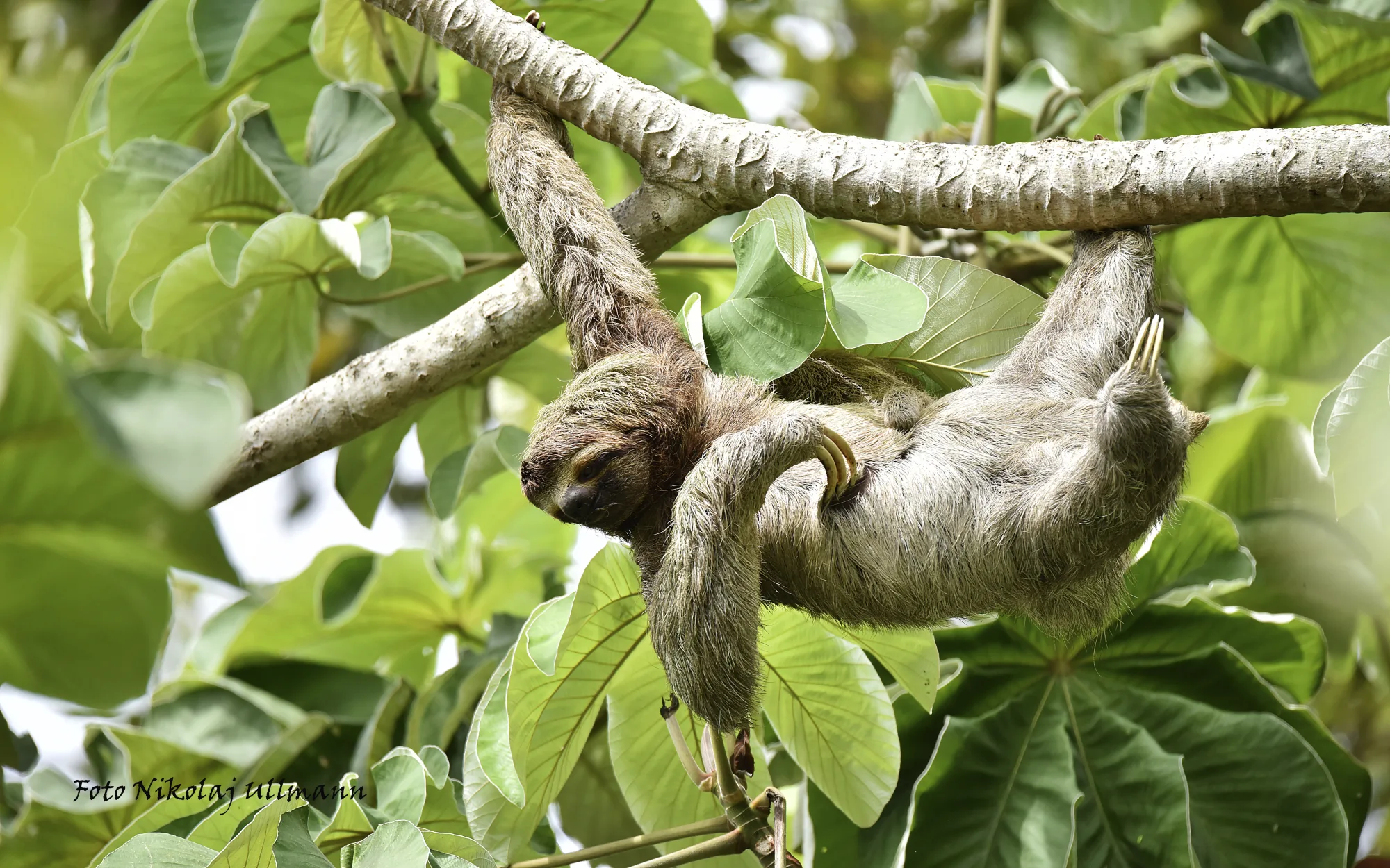Sloth Tour